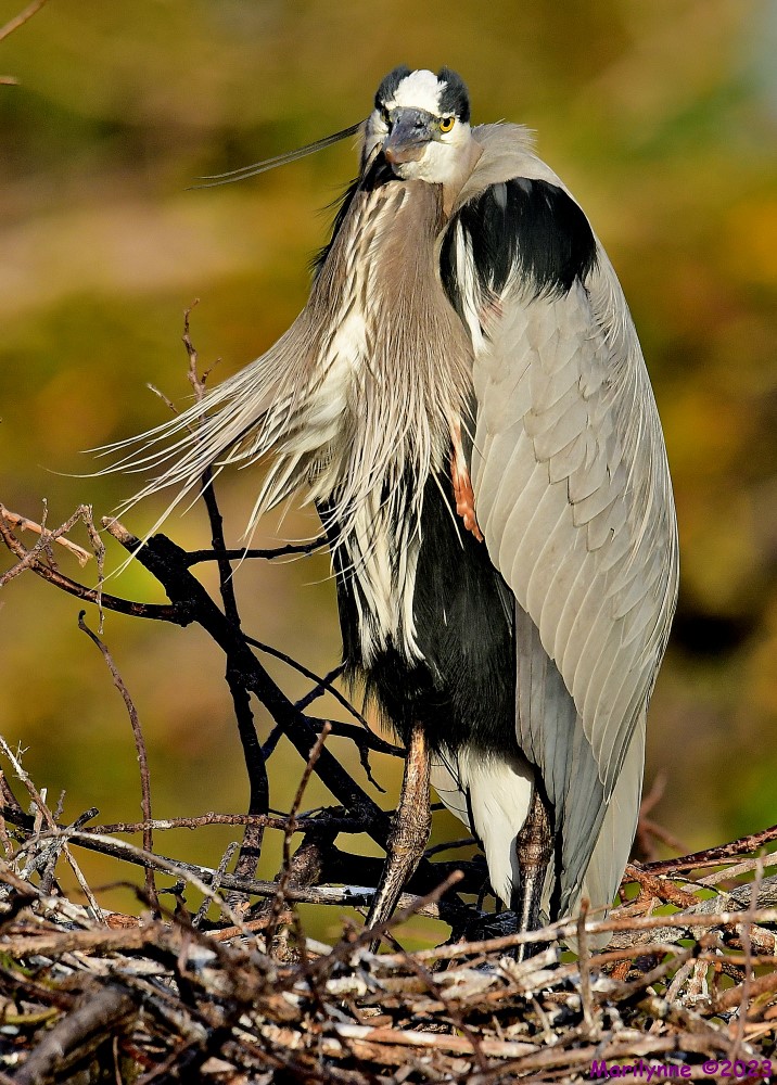 DSC_9709_001.JPG