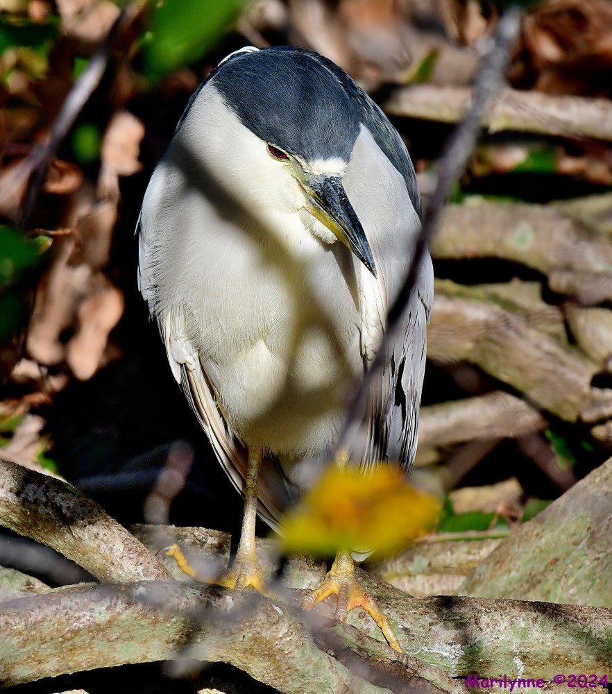 DSC_9709_stitch_001.JPG