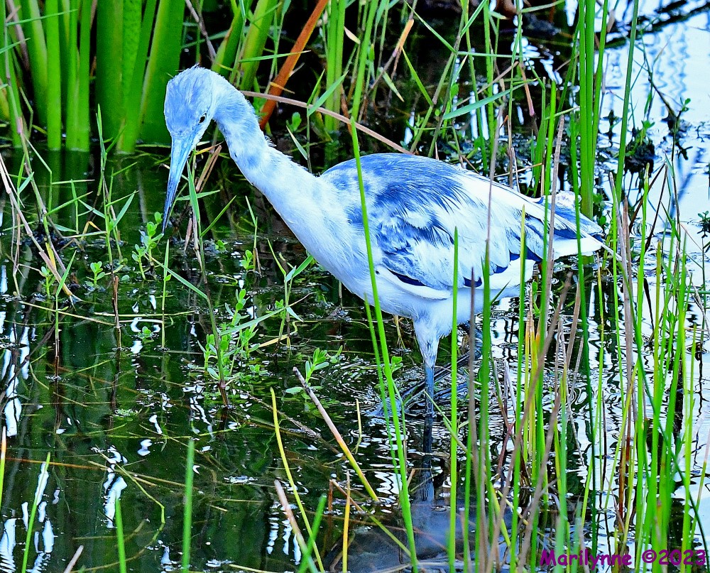 DSC_9713_001.JPG