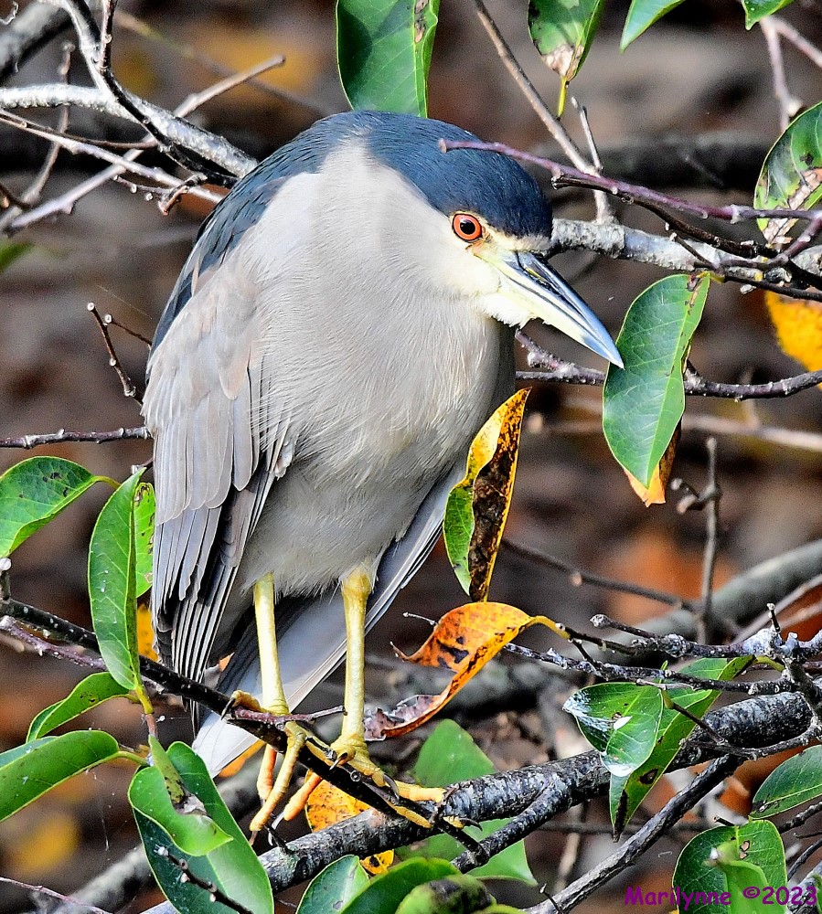 DSC_9714_001.JPG