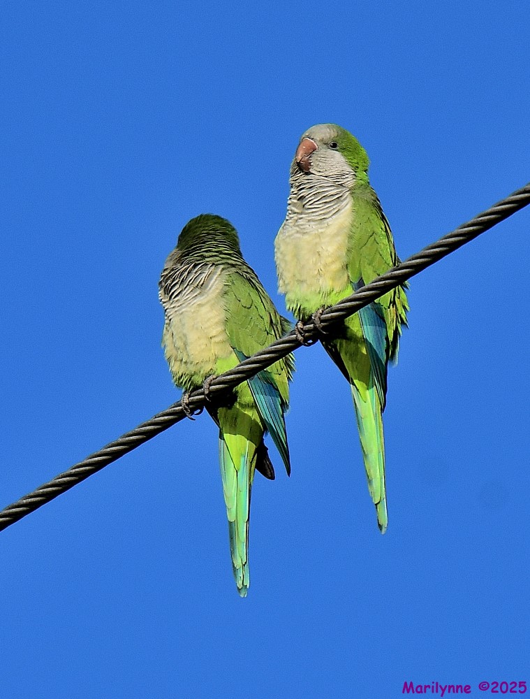 DSC_9715_001.JPG