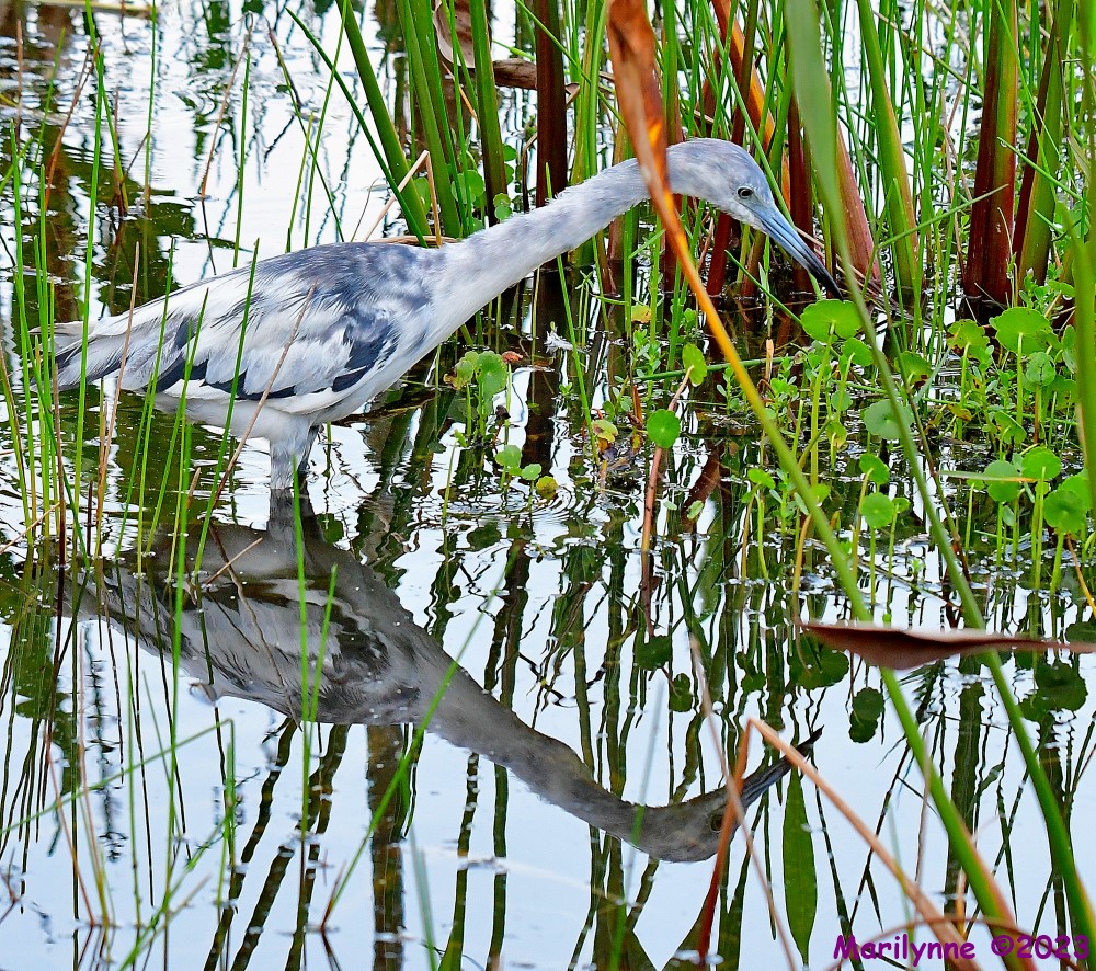DSC_9716_001.JPG
