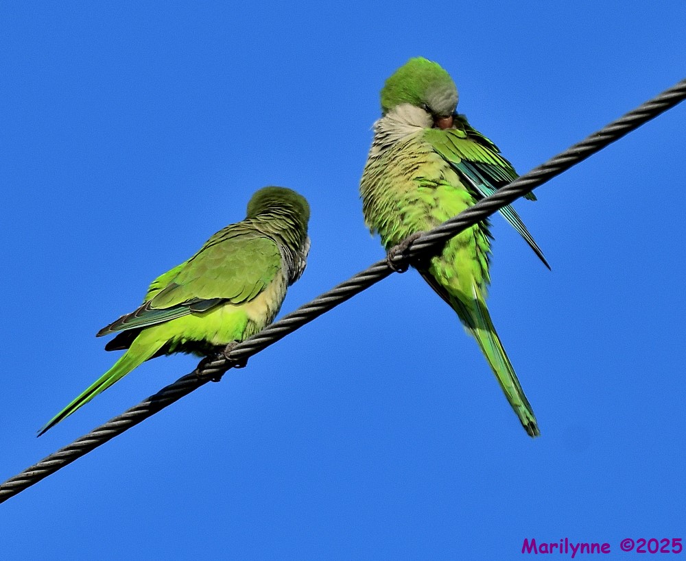 DSC_9718_001.JPG