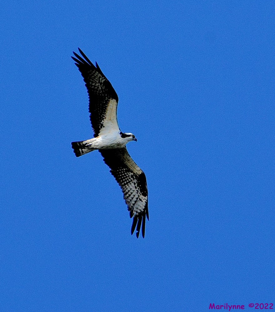 DSC_9719_001.JPG