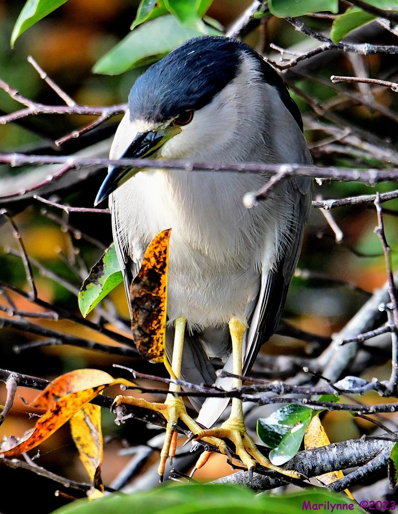 DSC_9719_001.JPG