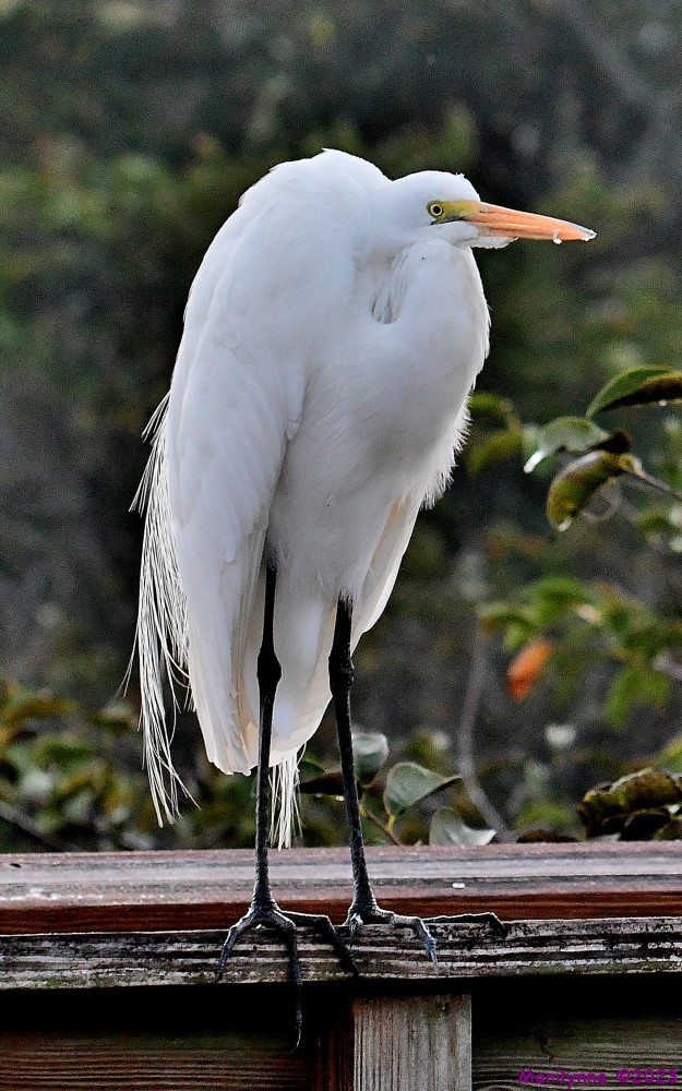 DSC_9720_001.JPG