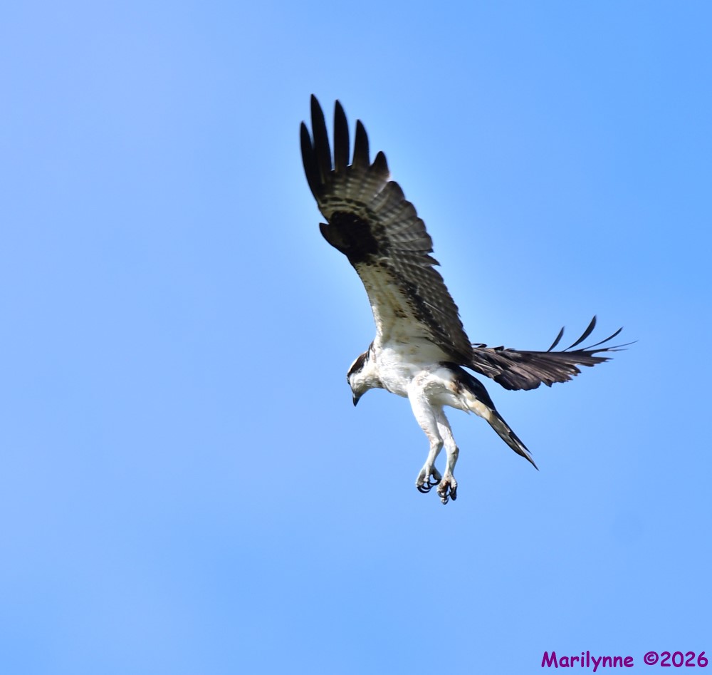 DSC_9722_001.JPG