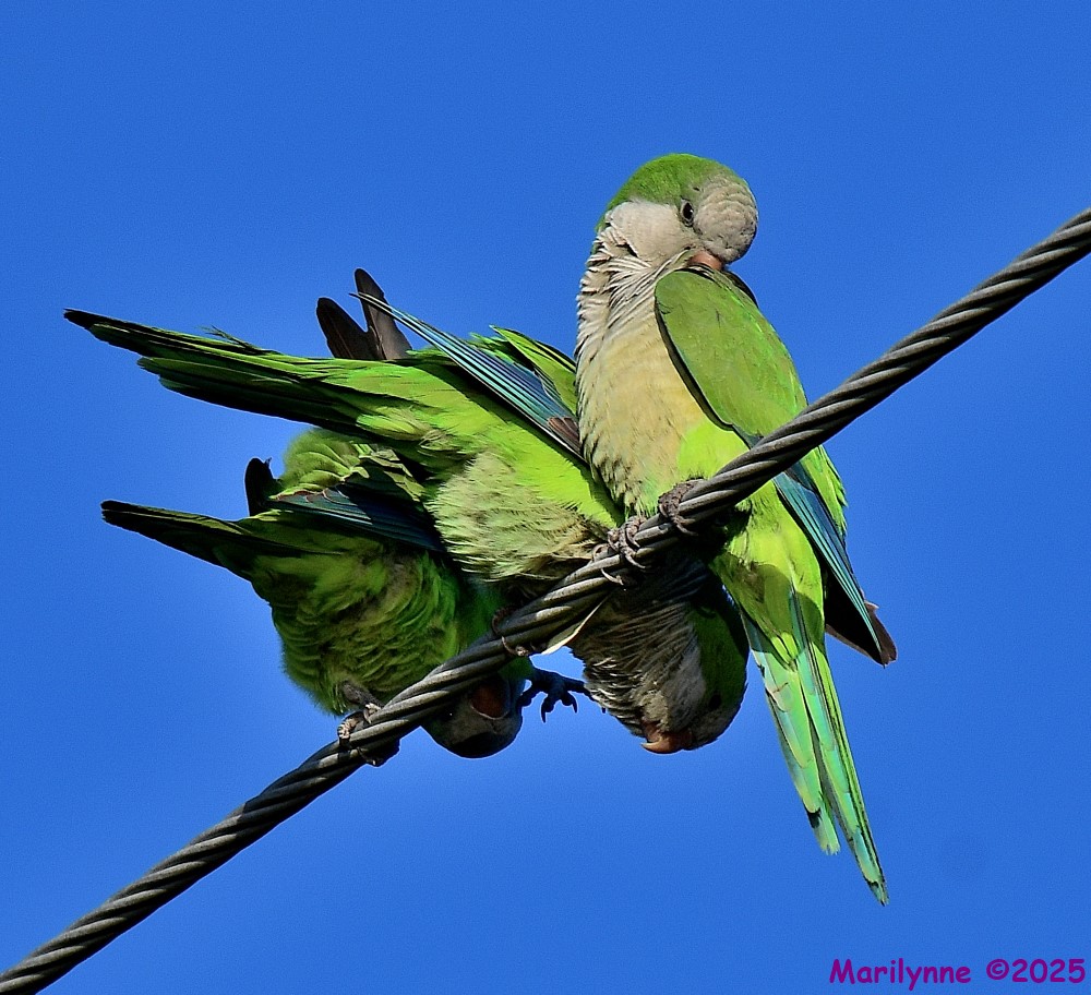 DSC_9724_001.JPG