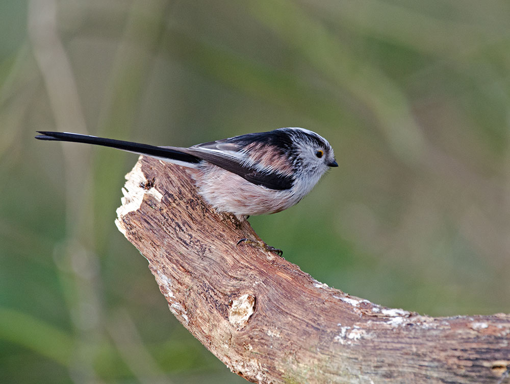 DSC_9725.jpg