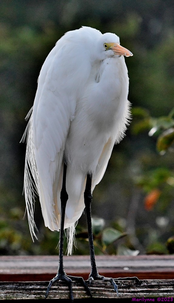 DSC_9725_001.JPG