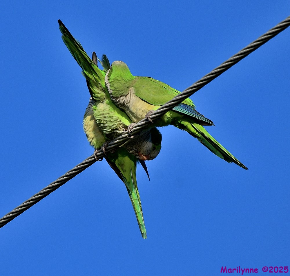 DSC_9725_001.JPG