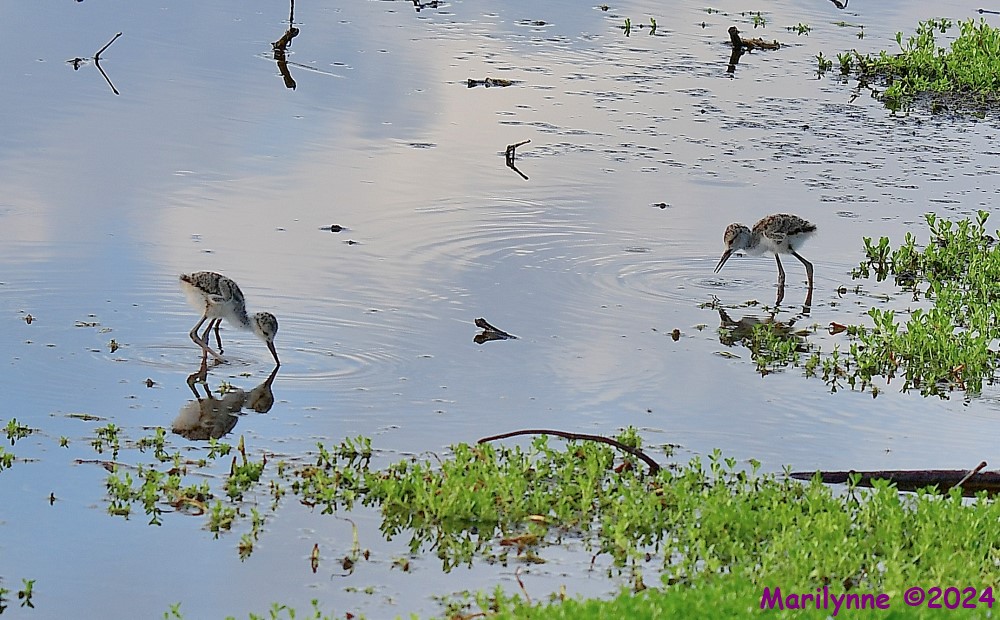 DSC_9728_001.JPG