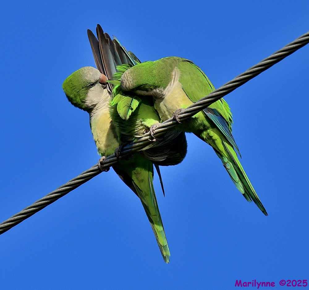 DSC_9728_001.JPG