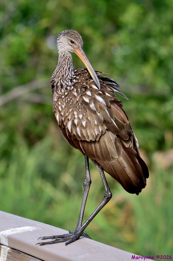 DSC_9728_001.JPG