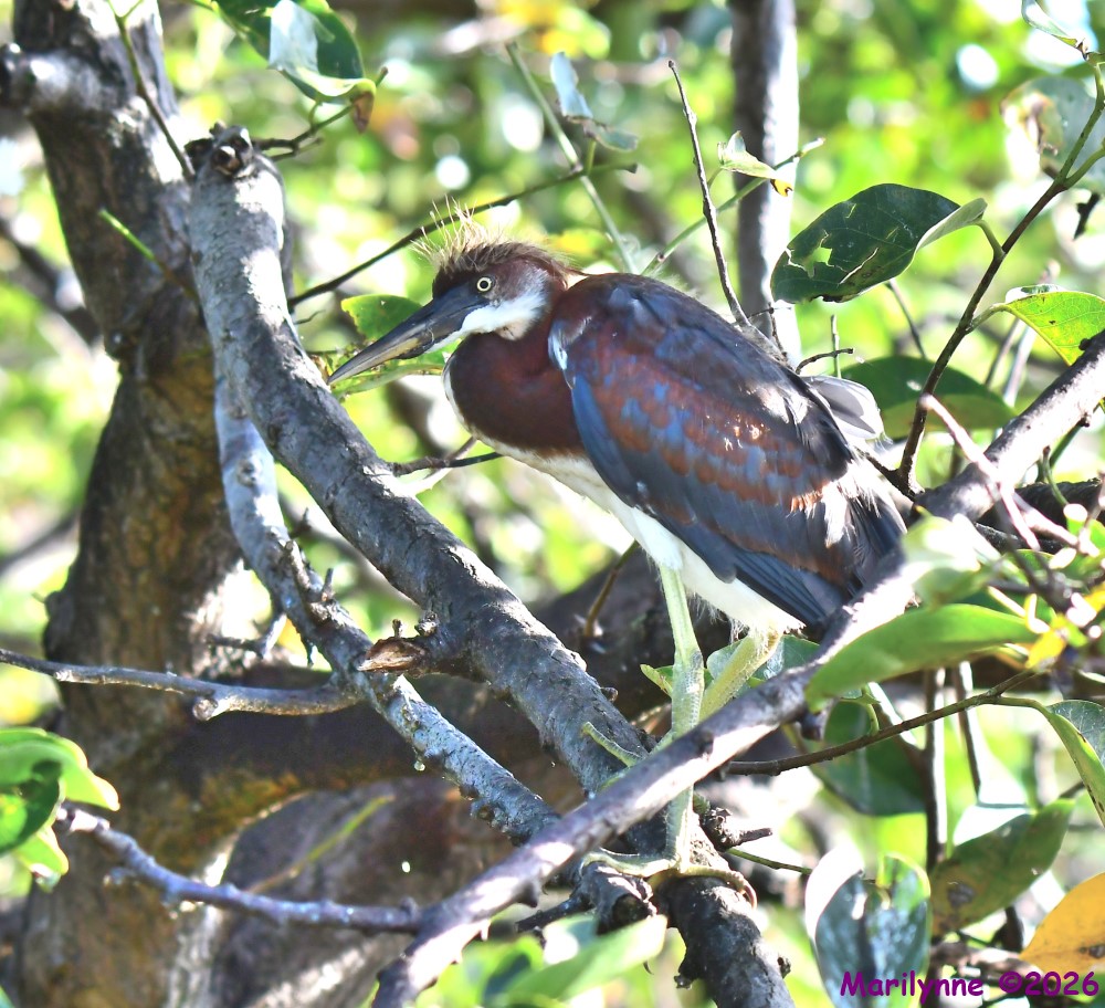 DSC_9728_001.JPG
