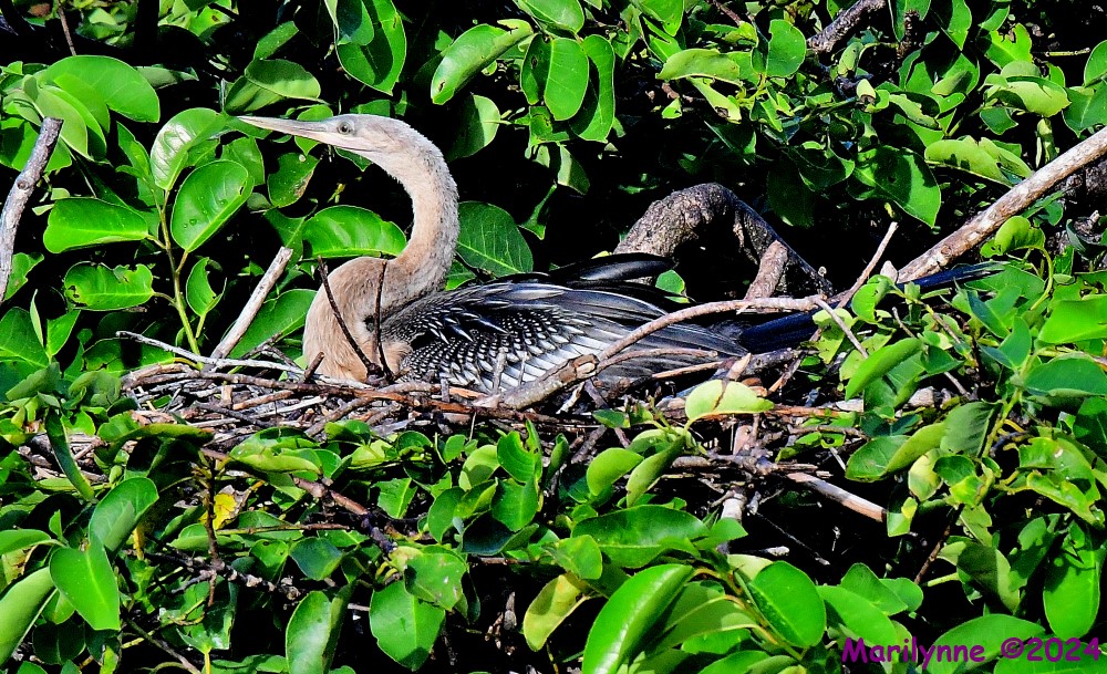 DSC_9730_001.JPG
