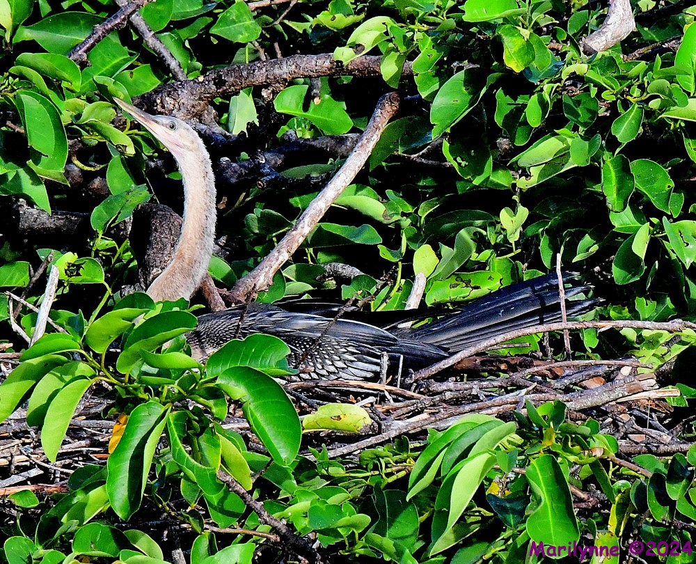 DSC_9732_001.JPG