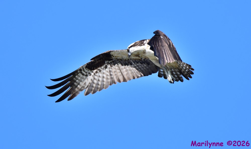 DSC_9732_001.JPG