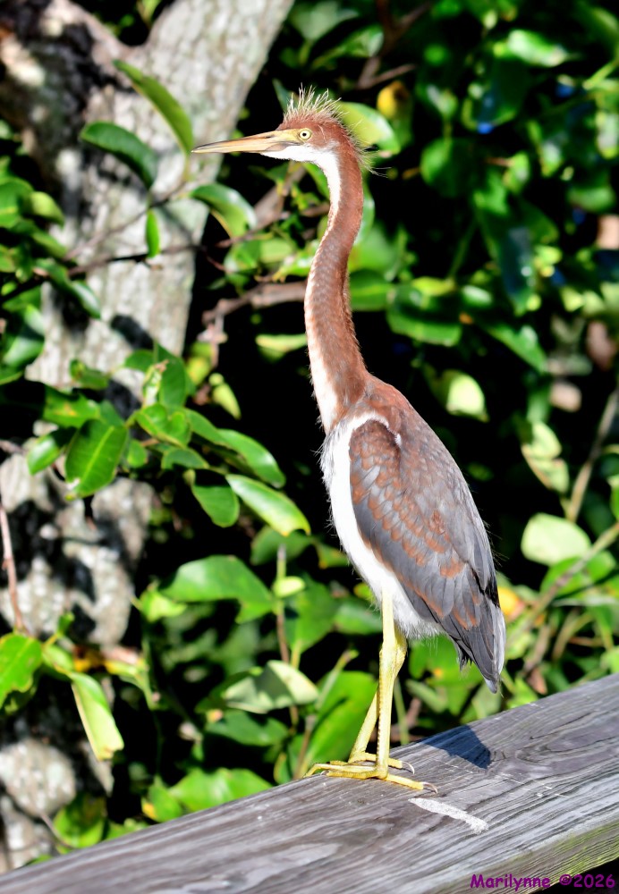 DSC_9732_001.JPG
