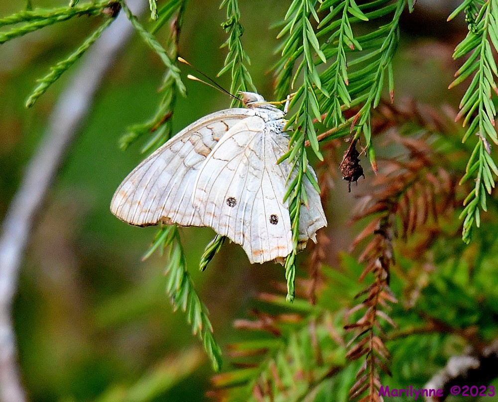 DSC_9733_001.JPG