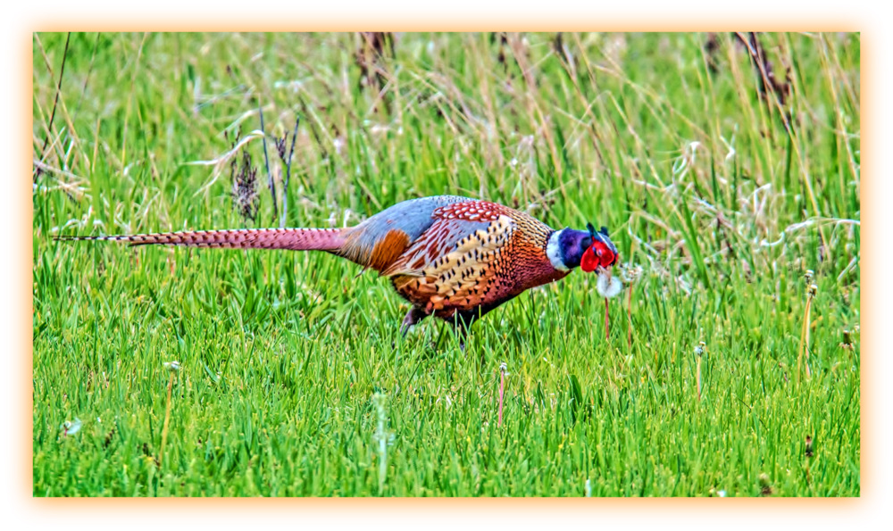 DSC_9735-Edit.jpg