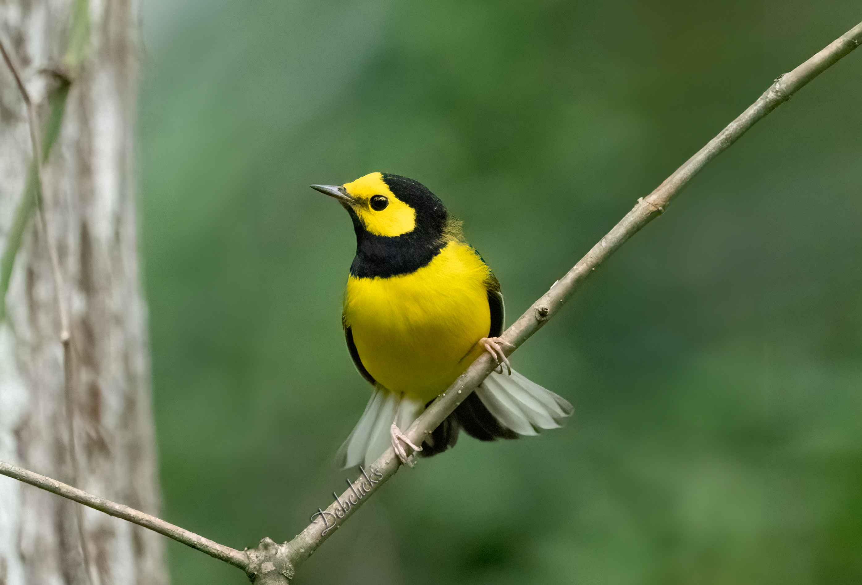DSC_9736.jpg