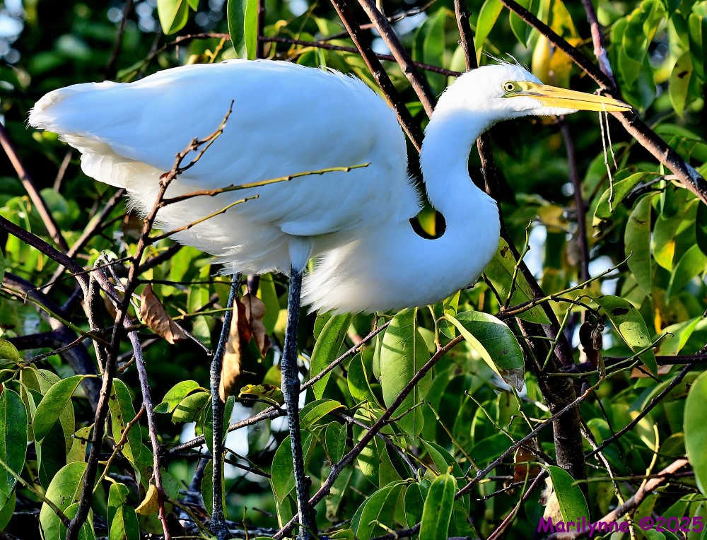 DSC_9737_001.JPG