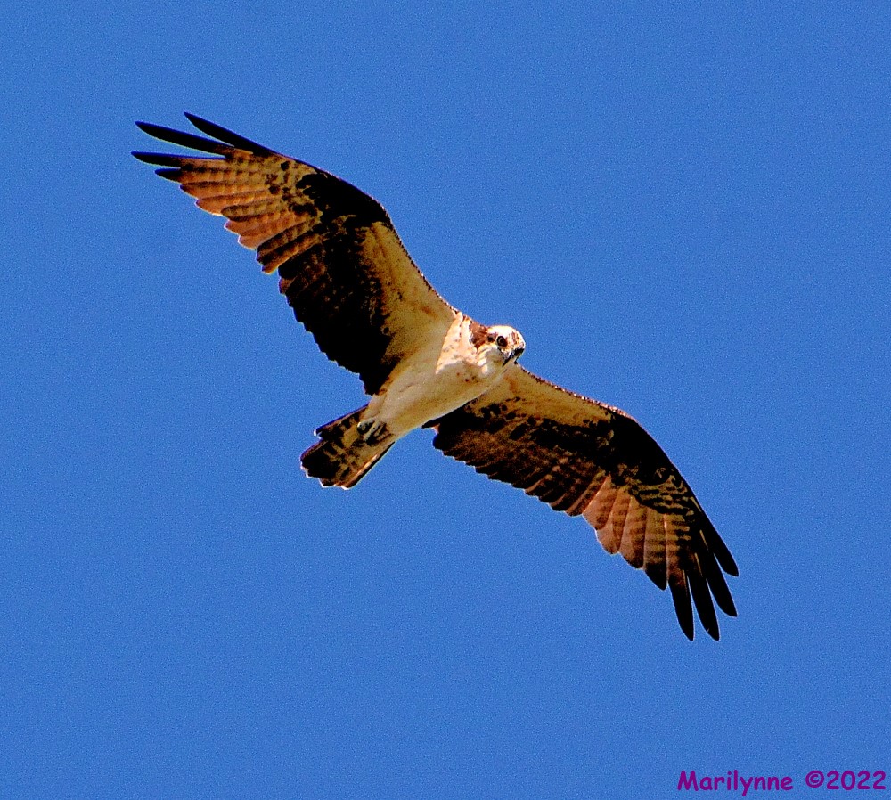 DSC_9740_001.JPG