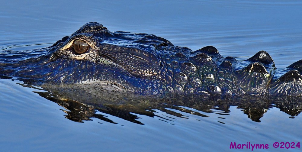 DSC_9740_stitch_001.JPG