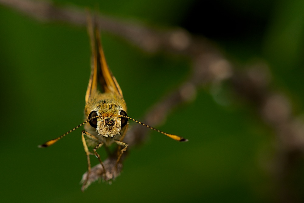 DSC_9744.jpg