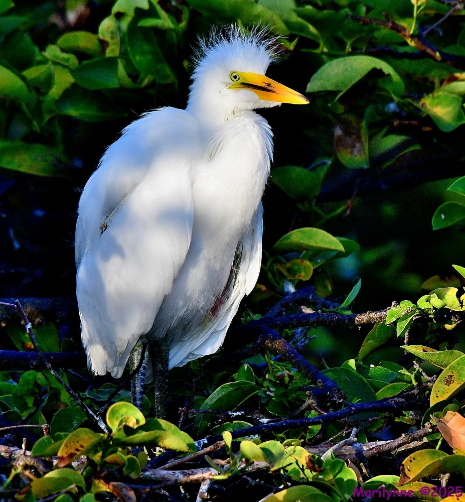 DSC_9746_001.JPG