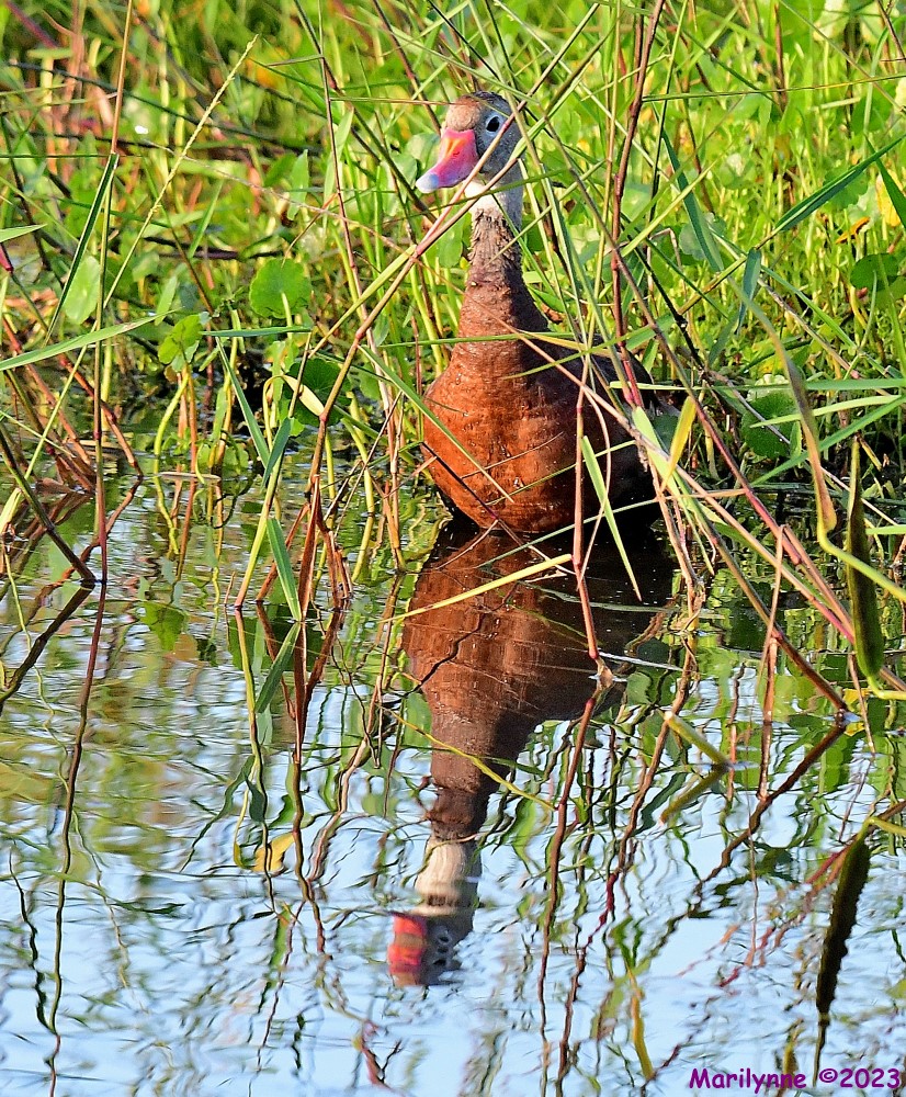 DSC_9748_001.JPG