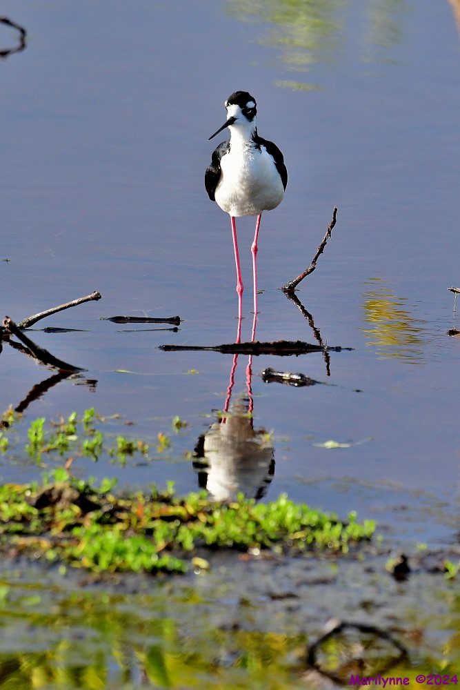 DSC_9748_001.JPG