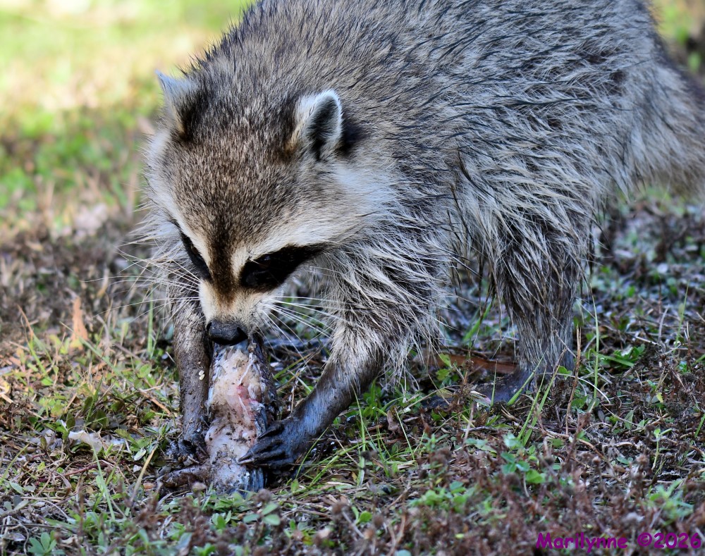 DSC_9748_001.JPG