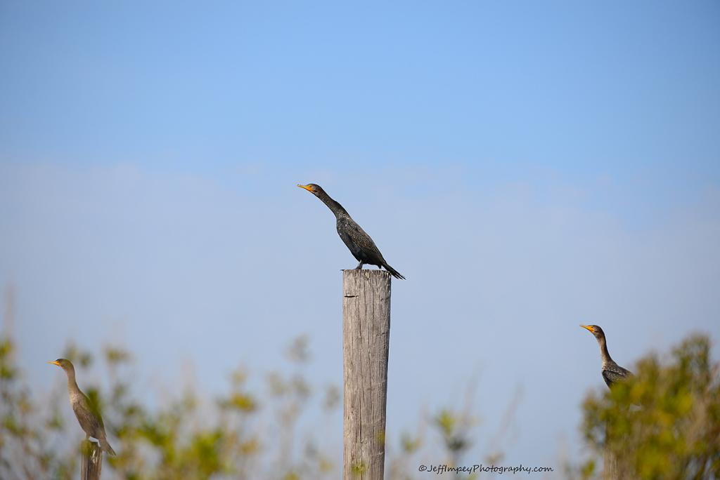 DSC_9749.jpg