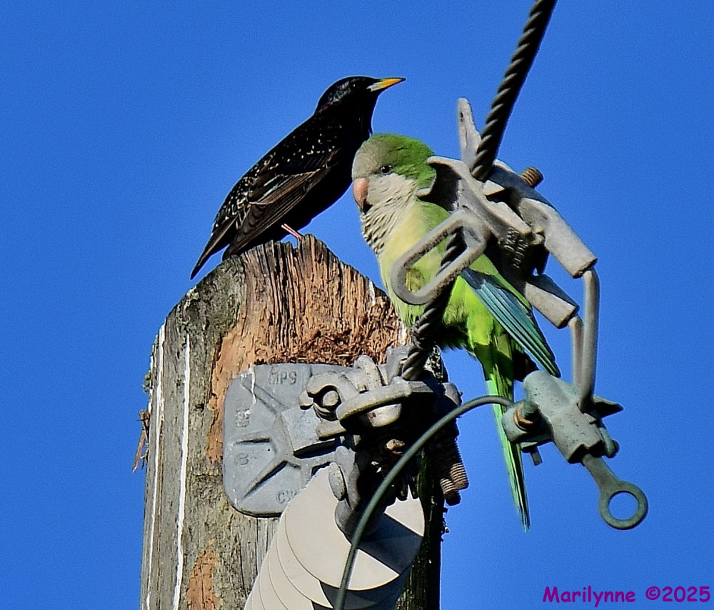 DSC_9750_001.JPG