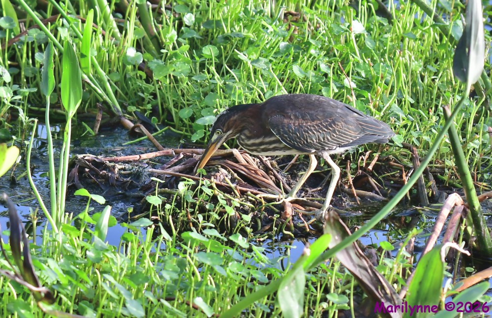 DSC_9750_001.JPG