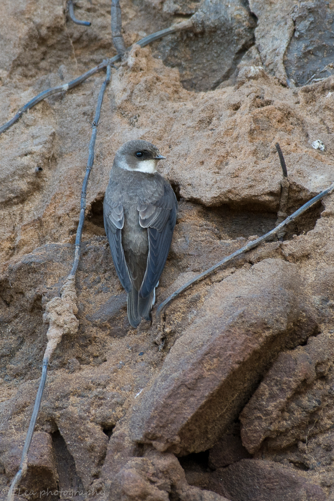 DSC_9753.jpg