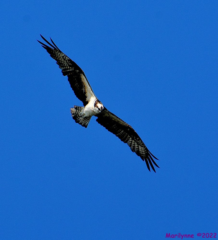 DSC_9753_001.JPG