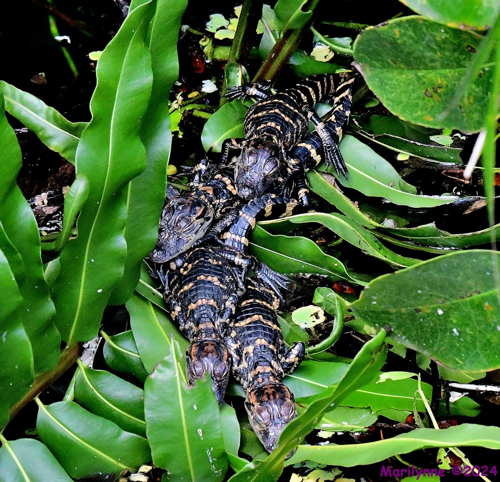 DSC_9754_001.JPG