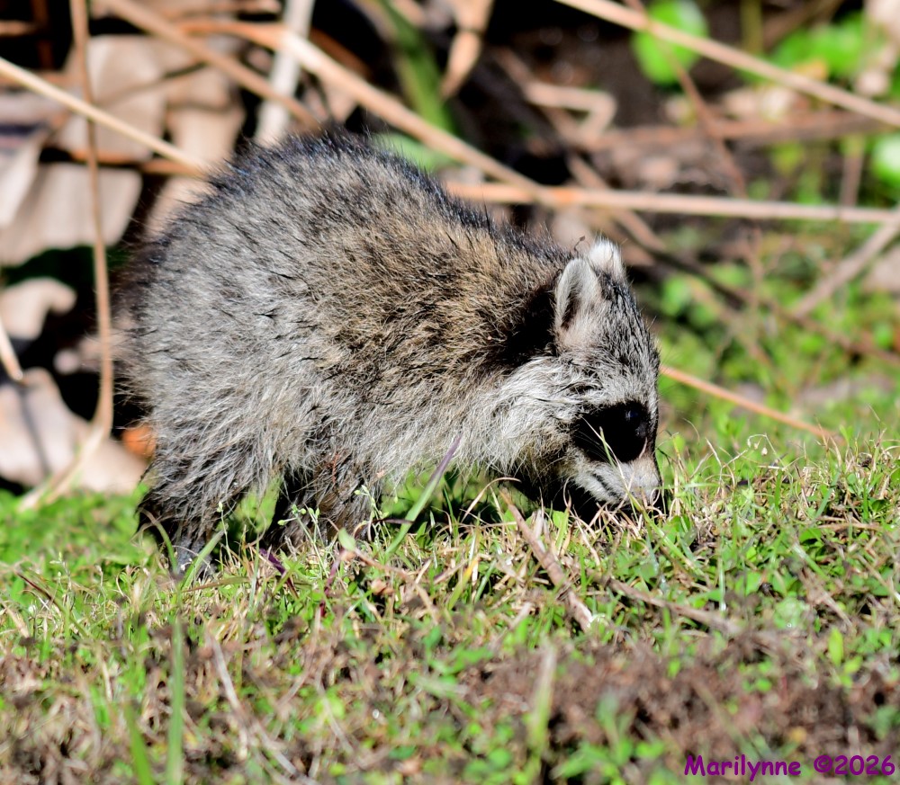 DSC_9754_001.JPG