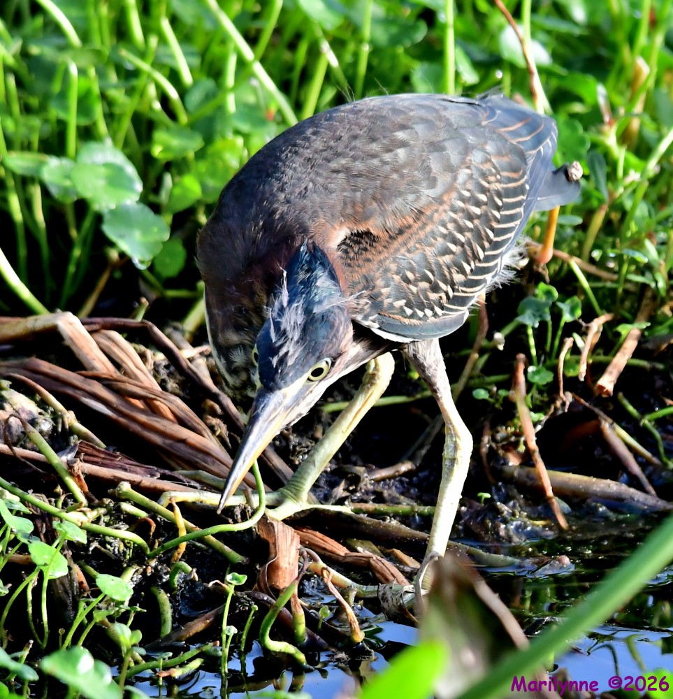 DSC_9755_001.JPG