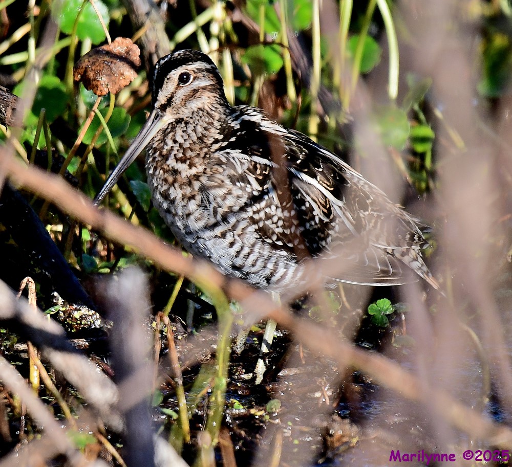 DSC_9759_001.JPG