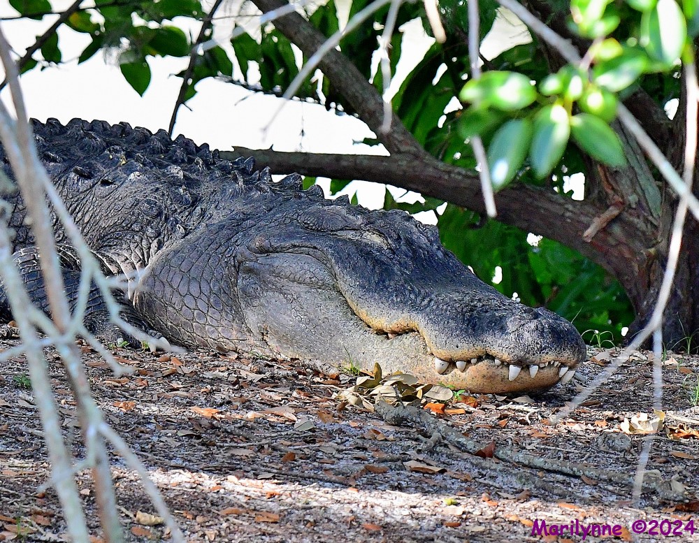 DSC_9761_001.JPG