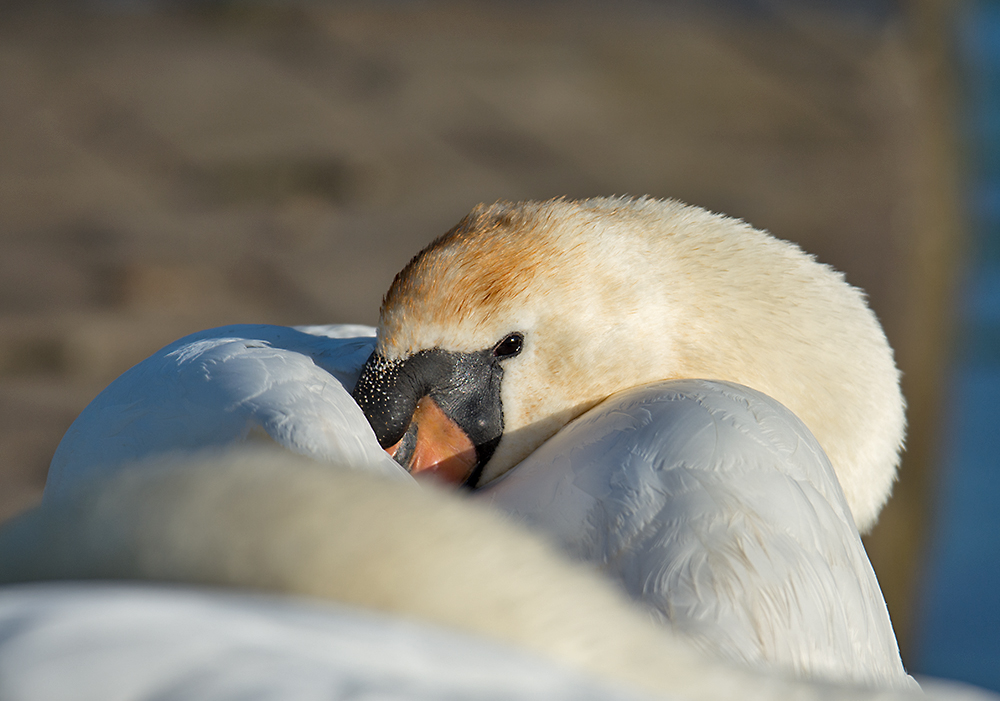 DSC_9762.jpg