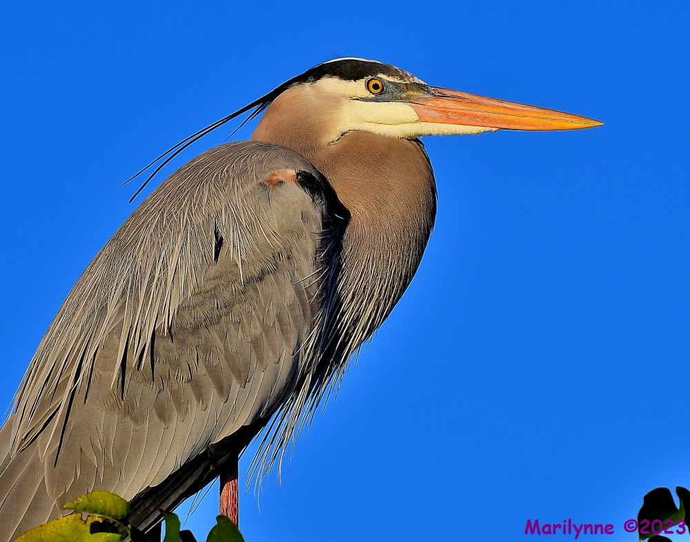 DSC_9762_001.JPG