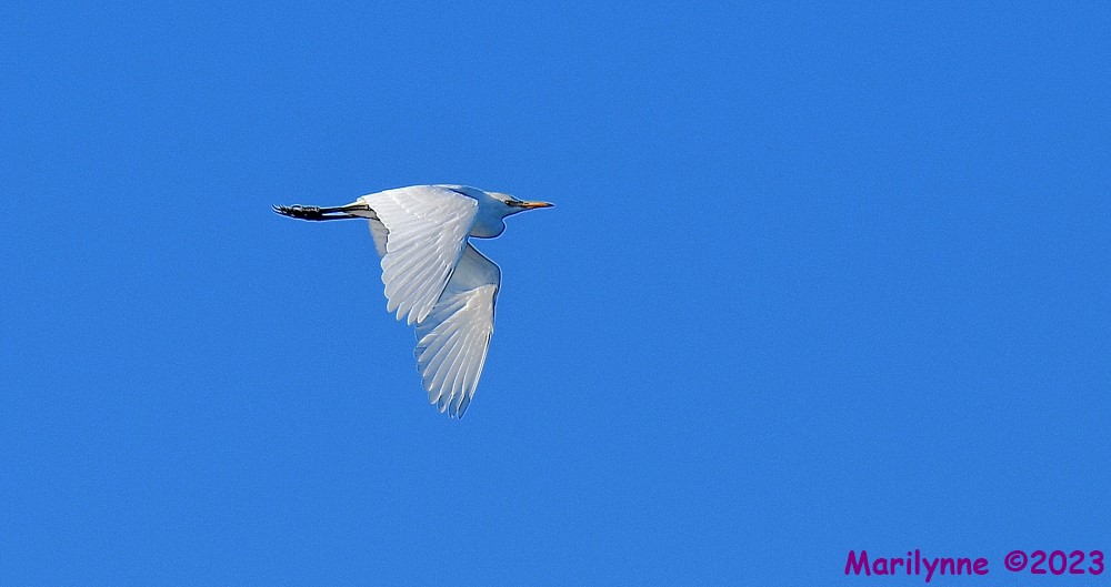 DSC_9764_001.JPG