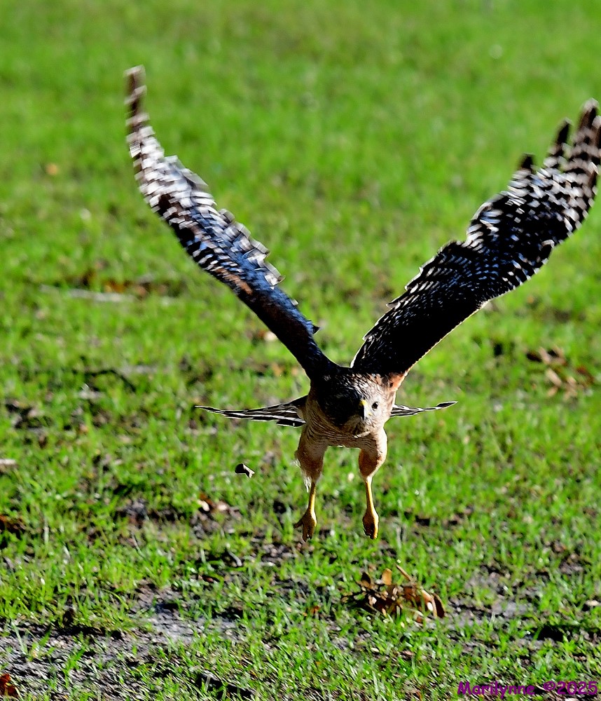 DSC_9764_001.JPG