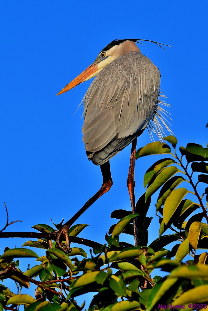DSC_9765_001.JPG