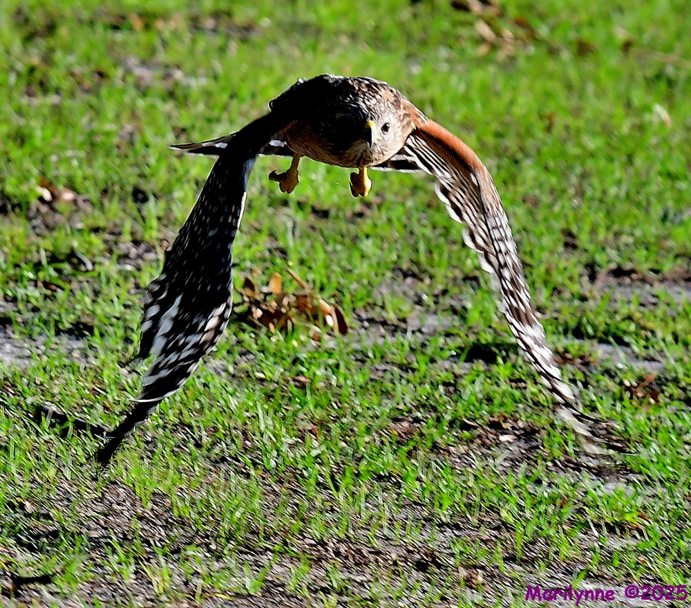 DSC_9765_001.JPG
